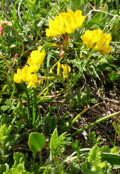 Gialli e tantissimi - cfr. Hippocrepis comosa